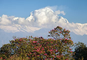 Fototapete Dhaulagiri Mount Dhaulagiri and red rhododendron Nepal Himalayas