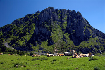 Fototapeta na wymiar Cows grazing in the Gorbeia Natural Park under Mount Aizkorrigan. Basque Country. Spain