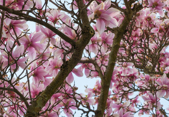 Blütenpracht Magnolie von unten