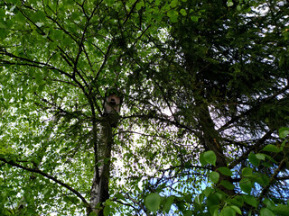 Birdhouse on a tree