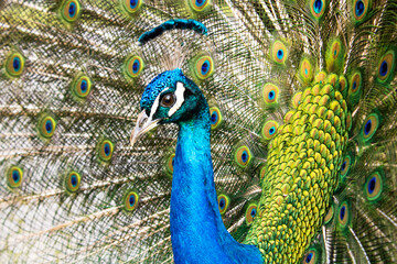 pavone, peacock