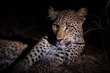 A young female Leopard seen on a night safari in South Africa