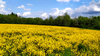Obraz premium field of yellow flowers and country road