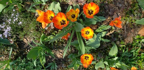 Wide shot looking down into a garden on red and yellow tulips with black centers and yellow stamen.  