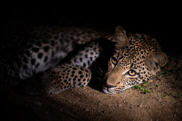 A young female Leopard seen on a night safari in South Africa