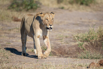 Fototapeta na wymiar A female lion seen on a safari in South Africa