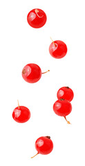 Naklejka na ściany i meble Flying raw organic cranberry berries on white background