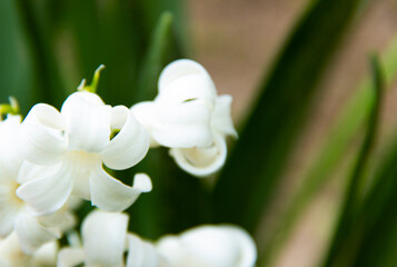 Flowers blooming, background. White Hyacinths (Hyacinthus). Close-up