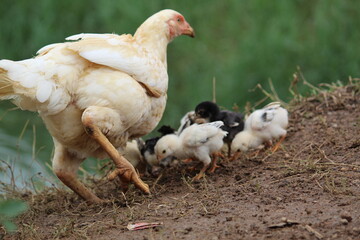 cute little chicken babies searching food along with mother