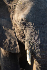 Close-up of an African elephant seen on a safari in South Africa
