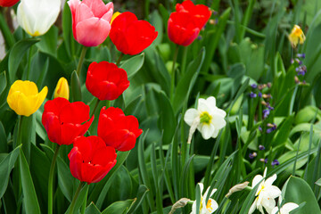 Red ,yellow and pink tulips against green foliage.  Colorful tulips.