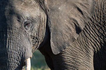 Close-up of an African elephant seen on a safari in South Africa