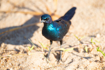 Burchell’s Starling seen on a safari in South Africa