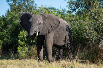 Fototapeta na wymiar African elephant seen on a safari in South Africa
