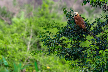 Black-collared Hawk perched on a tree branch in the Pantanal of Mato Grosso