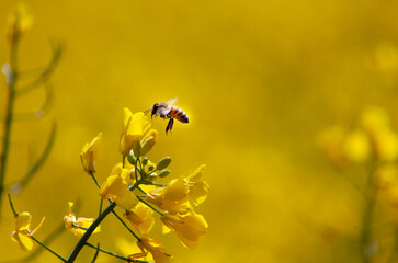 Fiori gialli con ape