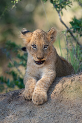A cute Lion cub seen on a safari in South Africa