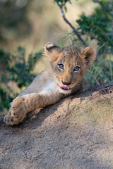 A cute Lion cub seen on a safari in South Africa