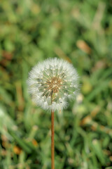 dandelion