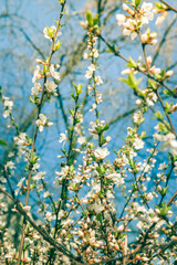 The branches of a blossoming tree. Cherry tree in white flowers in sunny day. Blurring background.