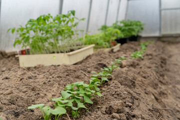 Tomatoes seedlings growing in pots before planting in the ground. Young tomato plants in pots ready to be planted in greenhouse.