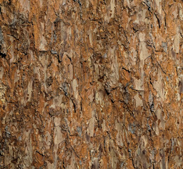 Pine bark