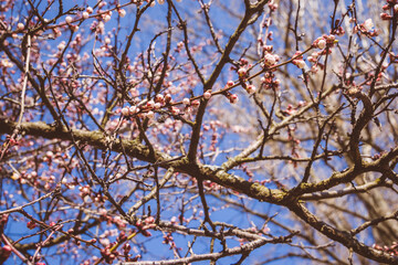 Beautiful pink peach tree flowers, opening and closed buds in bl