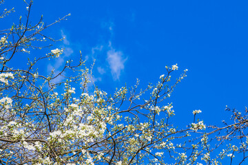 Spring white cherry blossom against blue sky. Spring cherry blossoms on blue background for postcard or banner. Beautiful floral spring abstract background of nature