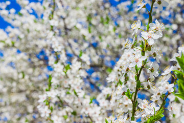Spring white cherry blossom with soft focus. Spring cherry blossoms on blue background for postcard or banner. Beautiful floral spring abstract background of nature