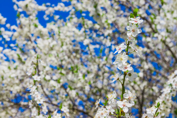 Spring white cherry blossom with soft focus. Spring cherry blossoms on blue background for postcard or banner. Beautiful floral spring abstract background of nature