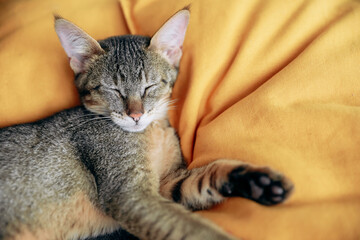 Cute Abyssinian kitten sleeping on a yellow pillow or blanket