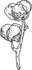 black and white graphics, doodles, cotton branch with two flowers