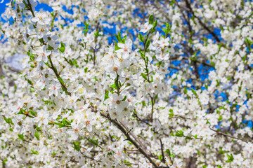 Spring white cherry blossom with soft focus. Spring cherry blossoms on blue background for postcard or banner. Beautiful floral spring abstract background of nature