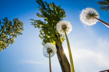 Obraz premium Dandelions on the background of the sky. View from the bottom up. The sun shines brightly. Green trees. Spring.