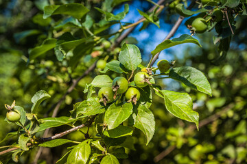 Unripe green apples, Orchard. Young apple tree. Ripe fruit harvest