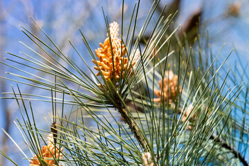 pine branches in bloom during spring