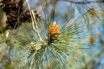 Naklejka na ściany i meble pine branch in bloom during spring