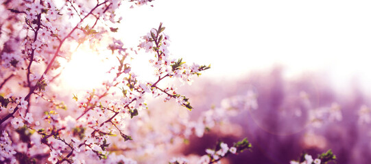Spring banner.
Branches of blossoming cherry on sunny background.
Pink flowers panorama.
