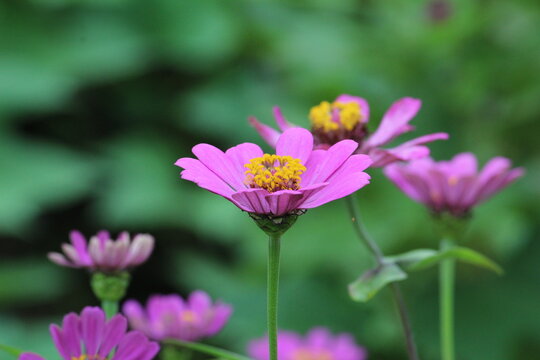 beautiful pink flower in garden hd nature wallpaper