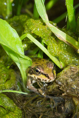 The marsh frog (lat. Pelophylax ridibundus), of the family Ranidae.