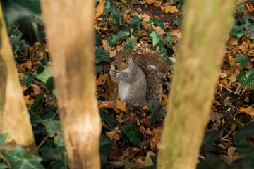 Squirrel through wooden fence