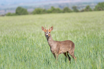 image of a roe deer in the middle of a green field