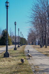 Canadian geese on the way
