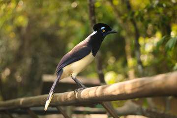 Plush-crested jay