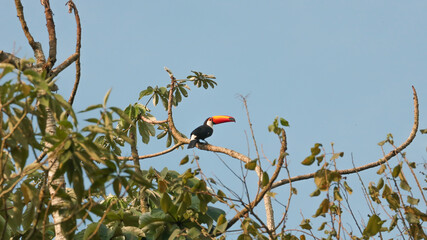 Toucan