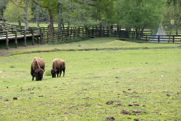 two Bison on wild animal reserve
of Marcelle, Spain