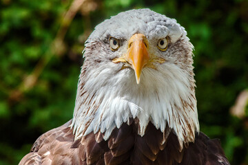 Naklejka premium american bald eagle