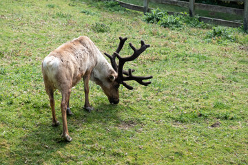 grazing reindeer under the sun wildlife reserve Marcelle, Spain  © iago