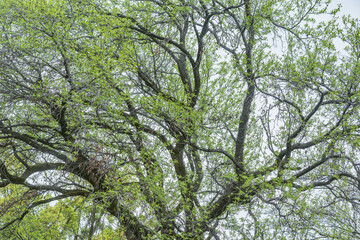 Tree branches on the gray sky background.