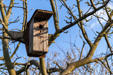 Bird house hanging on trees and waiting for their residents in the beginning of spring in Jastrzebie-Zdroj, Poland